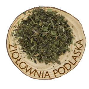 Babka lancetowata – gardło, odporność i układ oddechowy
