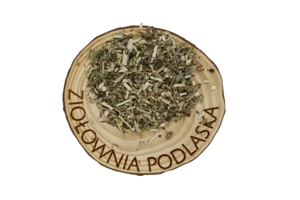 CYKORIA ZIELE