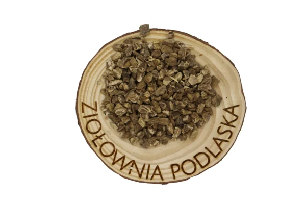 OMAN KORZEŃ