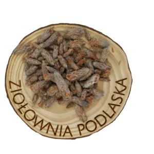 Sosna pączki – kaszel, przeziębienie i układ oddechowy
