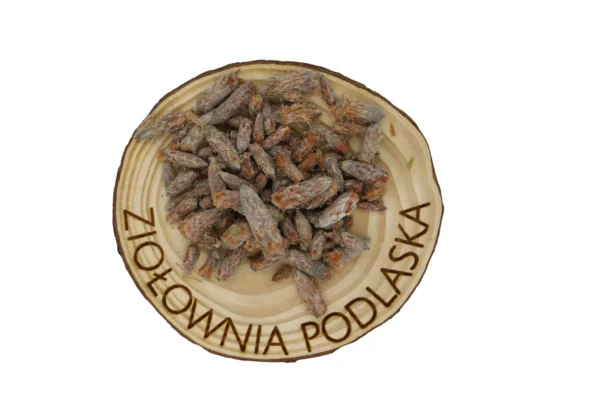 SOSNA PĄCZKI