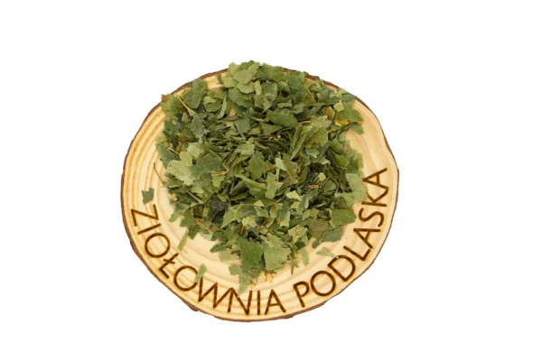 Brzoza liść