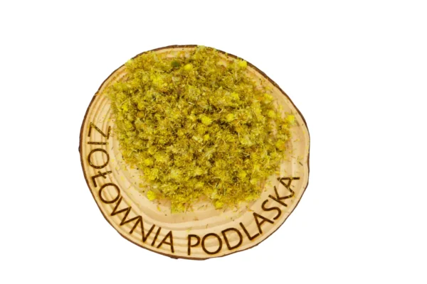 Kocanka
