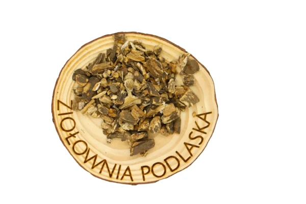 Łopian korzeń