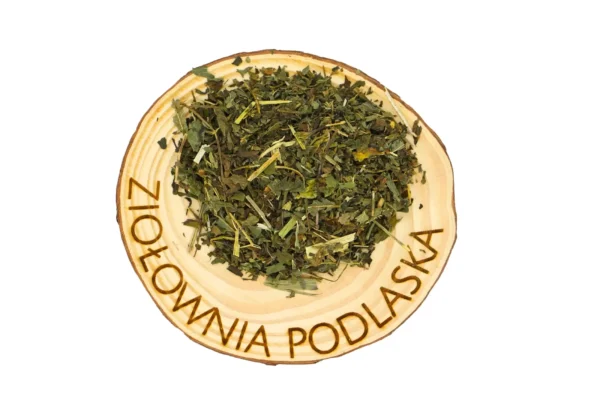 Mięta