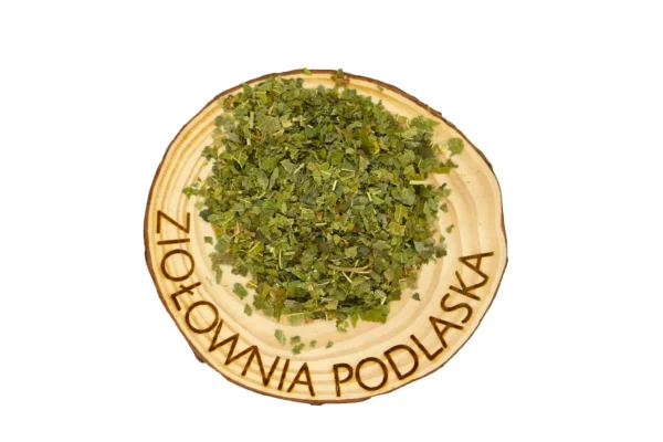 Morwa liść