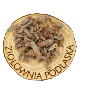 Sosna pączki – kaszel, przeziębienie i układ oddechowy