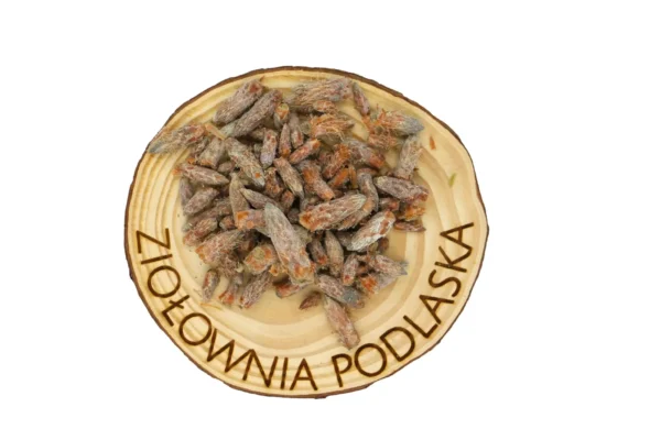 Sosna pączki