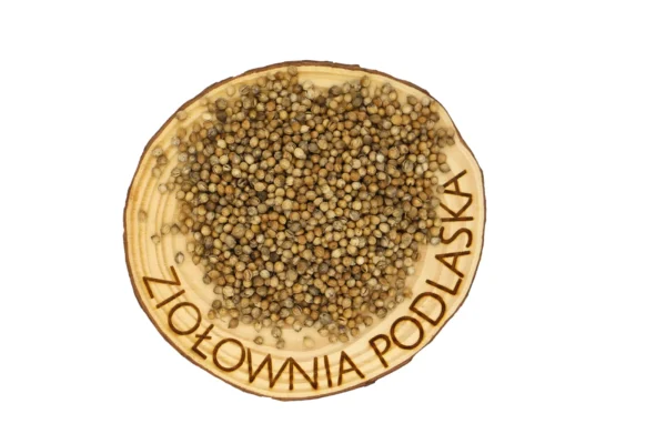 kolędra
