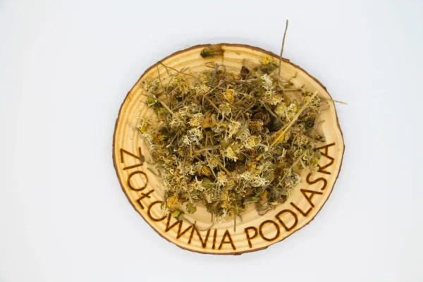 stokrotka kwiat